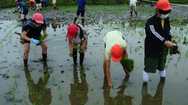 船橋市 高根小学校で伝統の「田植え体験会」がありました。