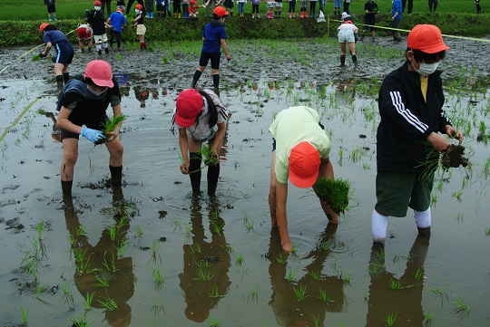 高根小学校の児童が伝統の「田植え」を体験