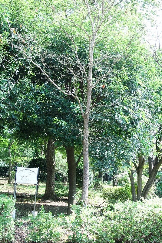 ヘイワード市記念植樹2020年10月の様子