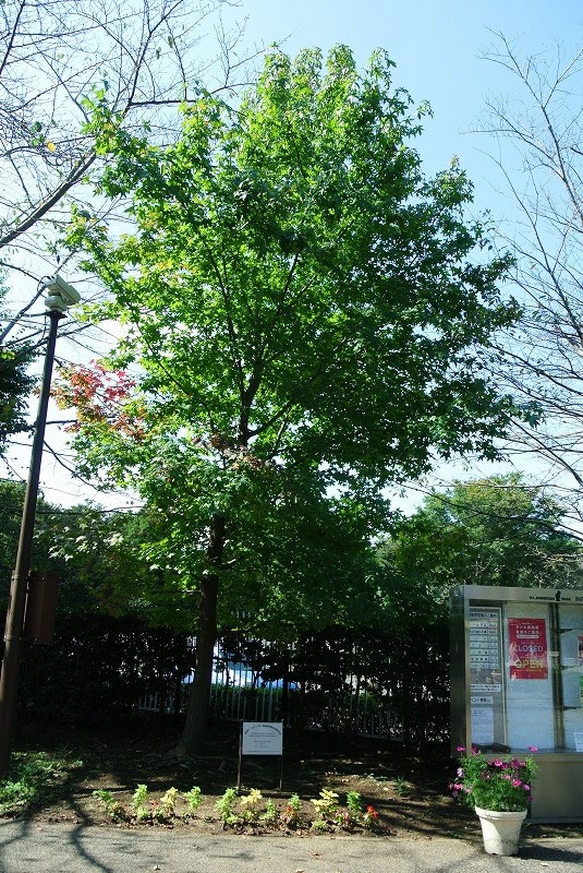 船橋市・ヘイワード市記念植樹2020年10月の様子